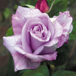 Rožė - Rosa BLUE MOON