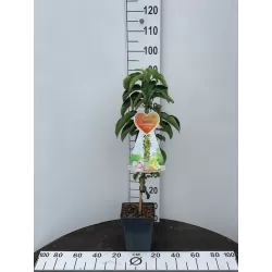 Žagarės sodų vaismedžiai internetu su pristatymu į namus