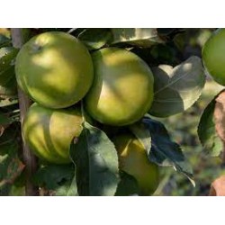 Obelų sodinukai internetu su pristatymu į namus