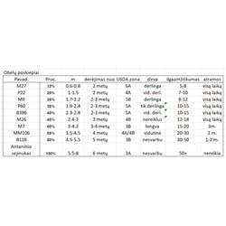 copy of Obelis (koloninė, posk. M26) - Malus domestica VALYUTA (VALIUTA) C3/5.6 (2 metai)