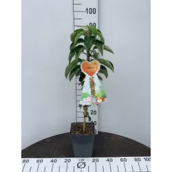 Žagarės sodų vaismedžiai internetu su pristatymu į namus