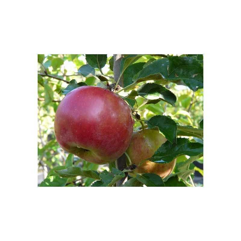 Žagarės sodų vaismedžiai internetu su pristatymu į namus