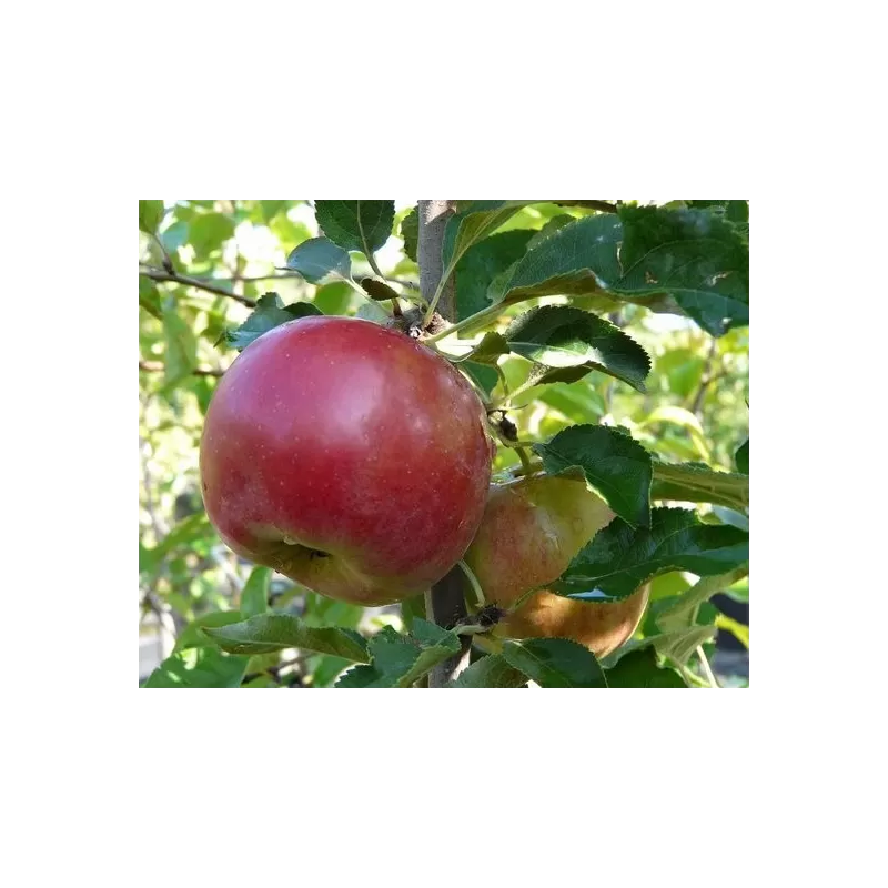 Žagarės sodų vaismedžiai internetu su pristatymu į namus