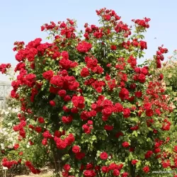 Rožė - Rosa AMADEUS ®