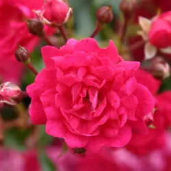 Rožė - Rosa FAIRY QUEEN