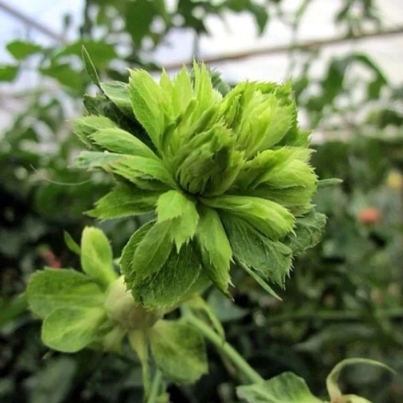 Rožė - Rosa CHINENSIS VIRIDIFLORA