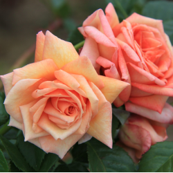 Rožė - Rosa BAROCK®