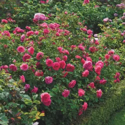 Rožė - Rosa SIR JOHN BETJEMAN