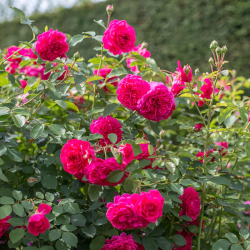 Rožė - Rosa SIR JOHN BETJERMAN