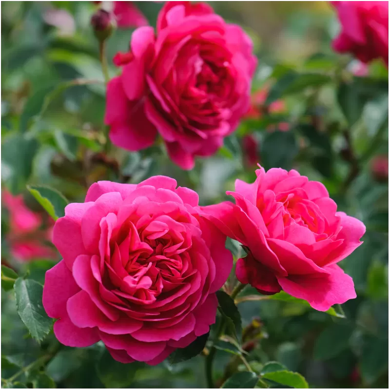 Rožė - Rosa SIR JOHN BETJEMAN