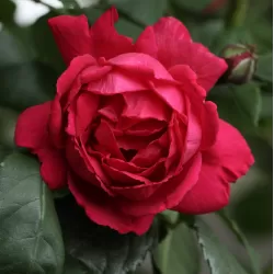 Užsisakyk augalus pavasariui jau dabar