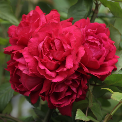 Rožė - Rosa BLAZE SUPERIOR ®