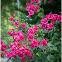 Rožė - Rosa ELMSHORN ®