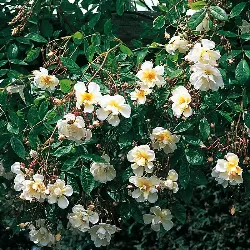 Rožė - Rosa LYKKEFUND ®