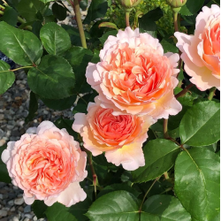 Rožė - Rosa CHARLENE DE MONACO