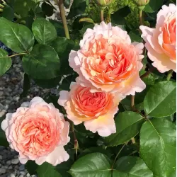 Rožė - Rosa CHARLENE DE MONACO