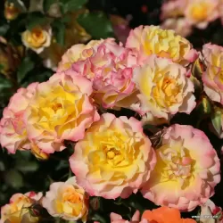 Rožių krūmai internetu su pristatymu į namus