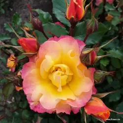 Rožių krūmai internetu su pristatymu į namus