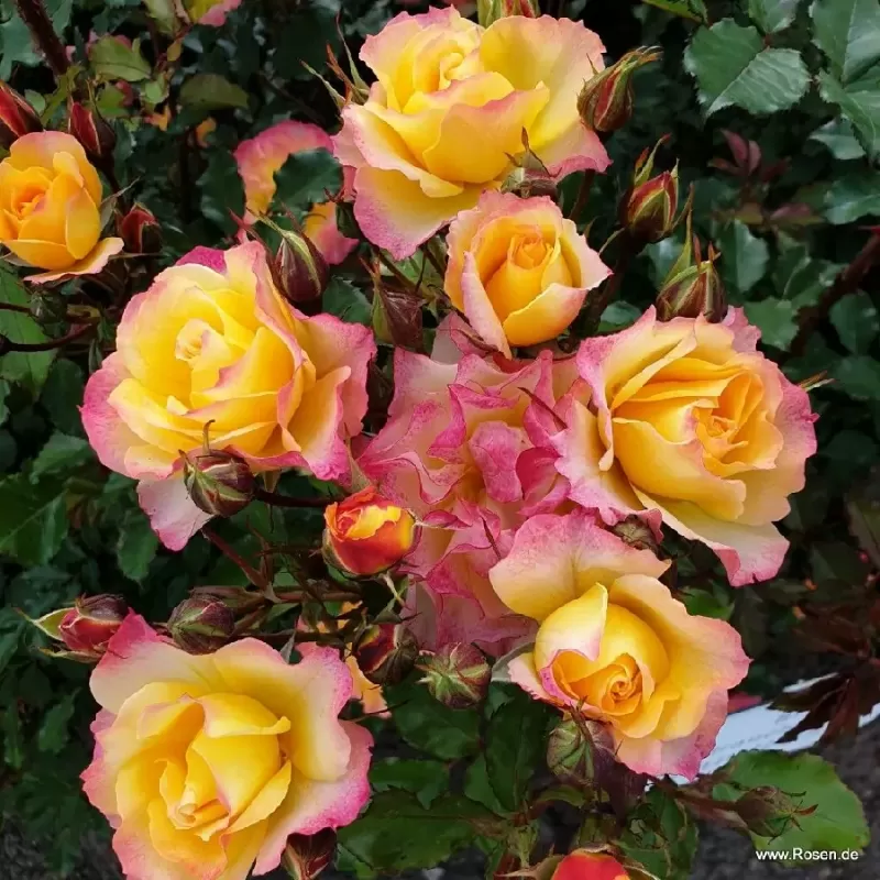 Rožių krūmai internetu su pristatymu į namus