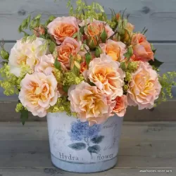 Rožių krūmai internetu su pristatymu į namus