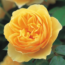 Rožė - Rosa GRAHAM THOMAS ®