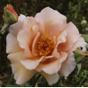 Rožė - Rosa JULIAS ROSE