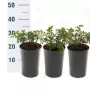 Rožė - Rosa Julias Rose skiepyta