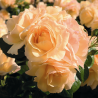 Rožė - Rosa HANSESTADT ROSTOCK ®