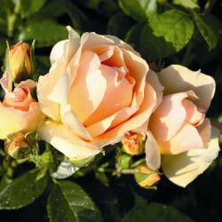 Rožė - Rosa HANSESTADT ROSTOCK ®