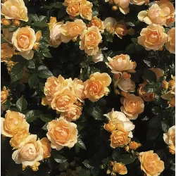 Rosa HANSESTADT ROSTOCK ®