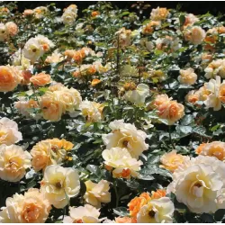 Rosa HANSESTADT ROSTOCK ®