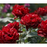 Rožė - Rosa HOMMAGE A BARBARA ®