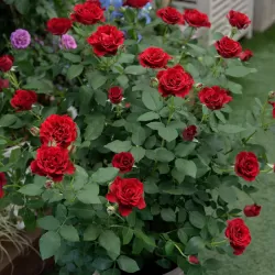 Rožė - Rosa HOMMAGE A BARBARA ®