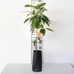 E-medelynas internete: vaismedžiai ir vaiskrūmiai