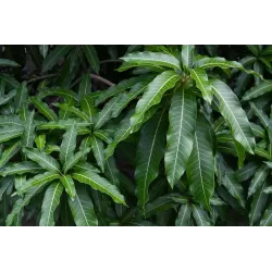 E-medelynas internete: vaismedžiai ir vaiskrūmiai