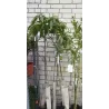 Mangas - Mangifera indica
