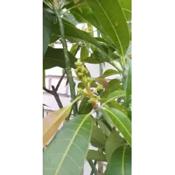 E-medelynas internete: vaismedžiai ir vaiskrūmiai