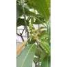Mangas - Mangifera indica
