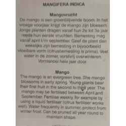 Mangas - Mangifera indica