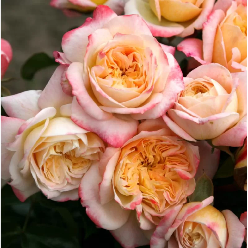 Rožių krūmai internetu su pristatymu į namus