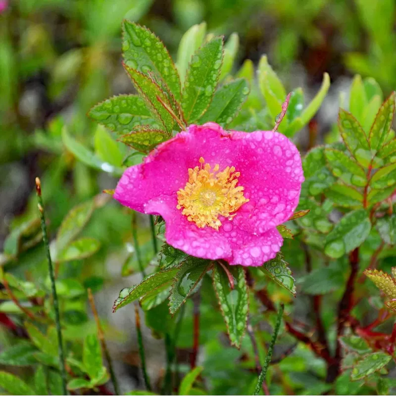 Rosa nitida