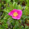 Rožė - Rosa nitida