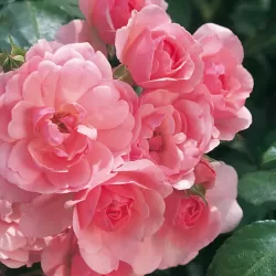 Rožė - Rosa BONICA ®