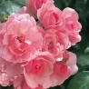 Rosa BONICA ®