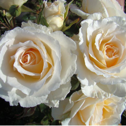 Rožė - Rosa POUSTINIA ®