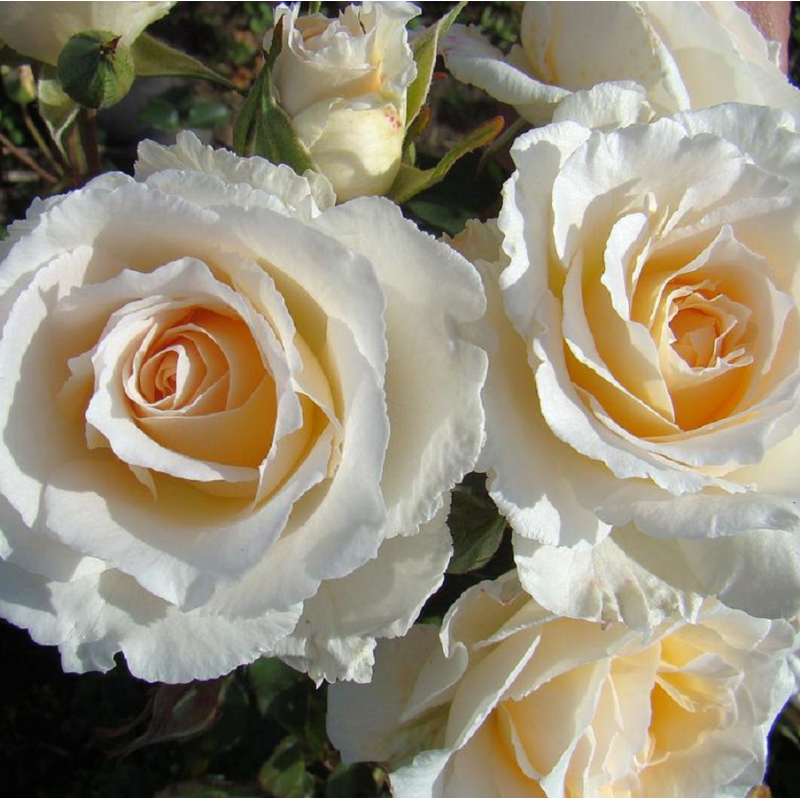 Rožių krūmai internetu su pristatymu į namus