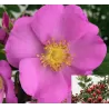 Rožė - Rosa JAM-A-LICIUOS
