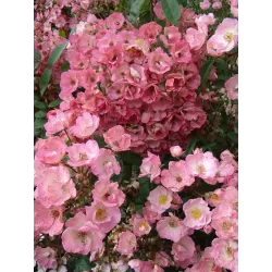 Rosa  ALDEN BIESEN ®