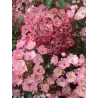Rosa  ALDEN BIESEN ®