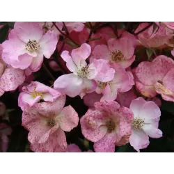 Rosa  ALDEN BIESEN ®